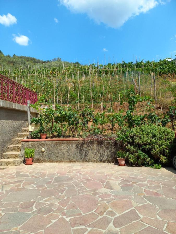 Villa Ester Camaiore Bagian luar foto